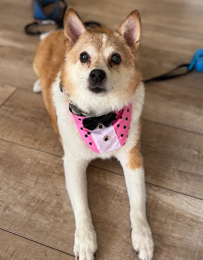 Sassy Paws Dog Grooming LLC photo 2