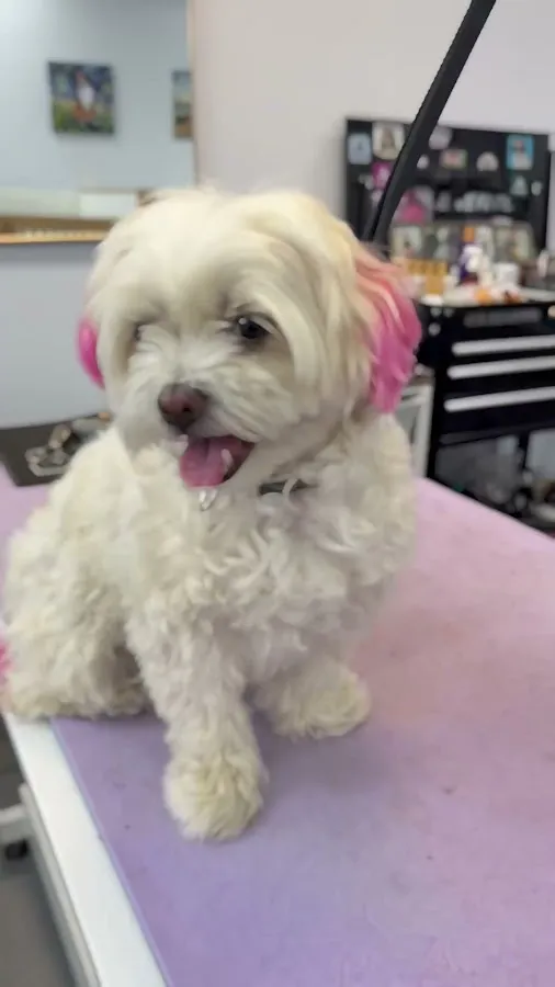 Sassy Paws Dog Grooming LLC photo 4