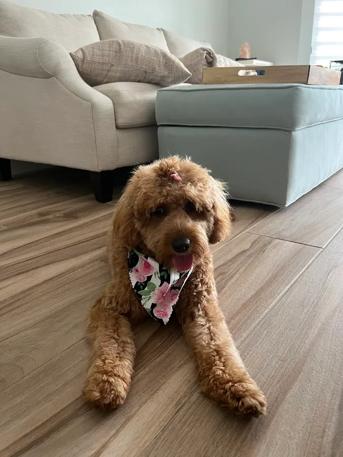 Scruffy To Fluffy inc.