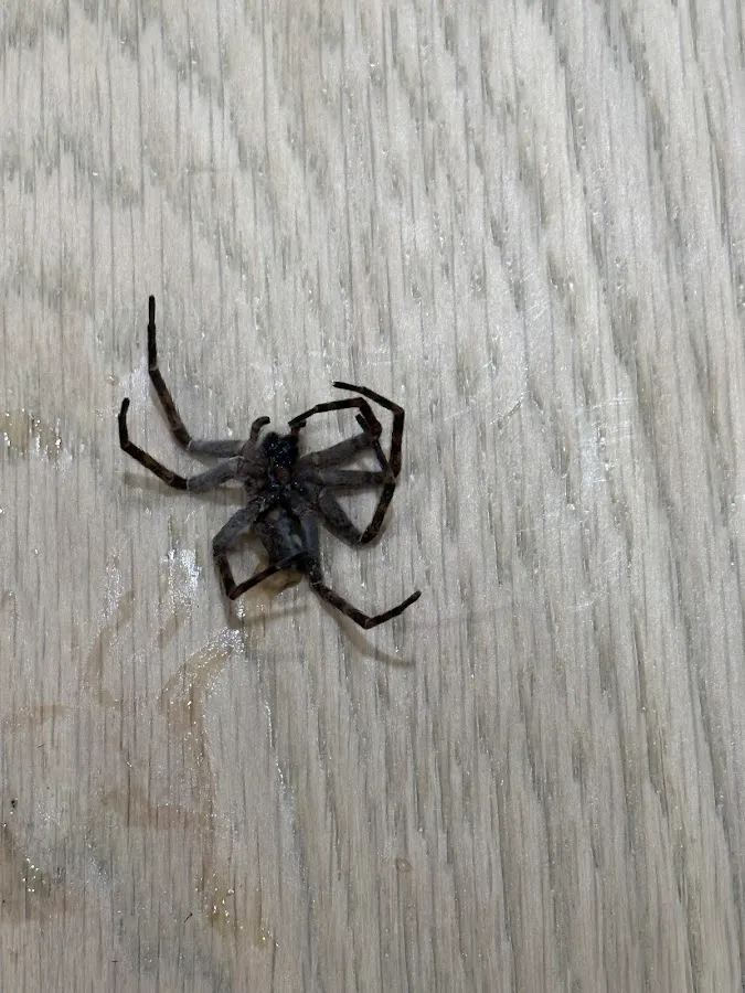 Seek Pest Solutions photo 2