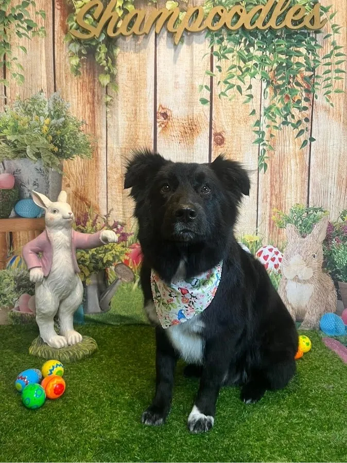 Shampoodles Doggie Salon