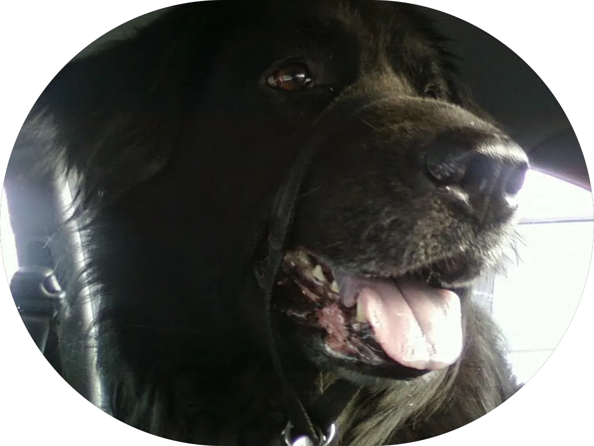 Shampoodles Doggie Salon photo 4