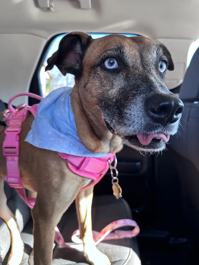 Shan-Poochie Pet Salon