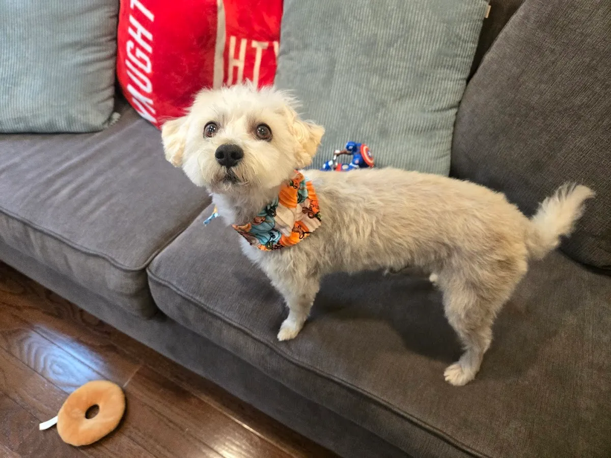 Shan-Poochie Pet Salon photo 5