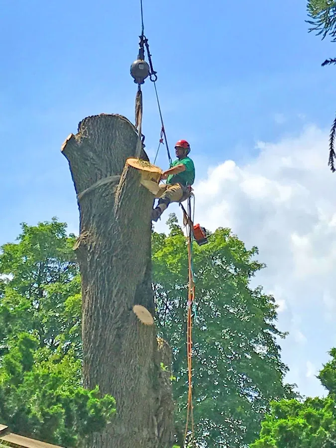 Shearon Environmental Design