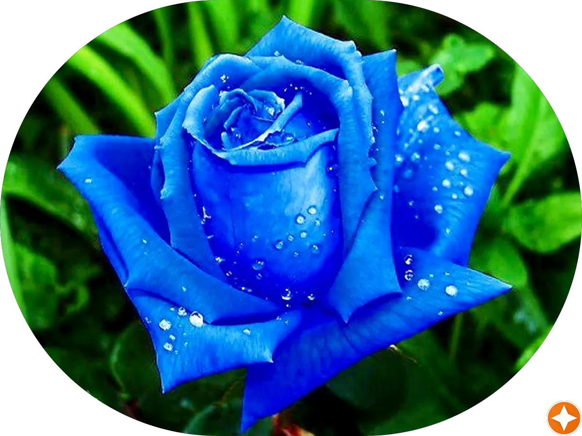 ShopRite Pharmacy of Marmora photo 5