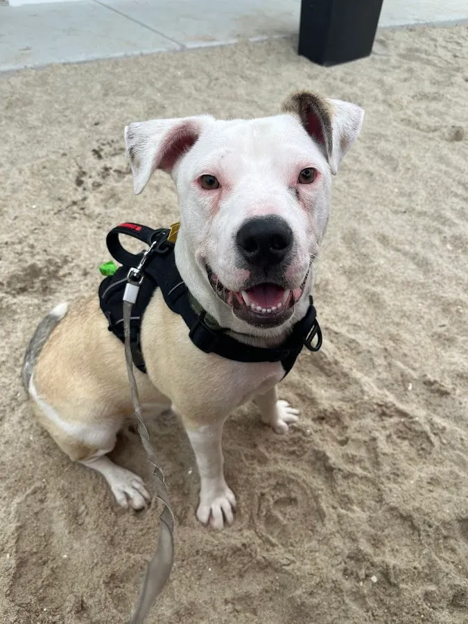 Shore Animal Control