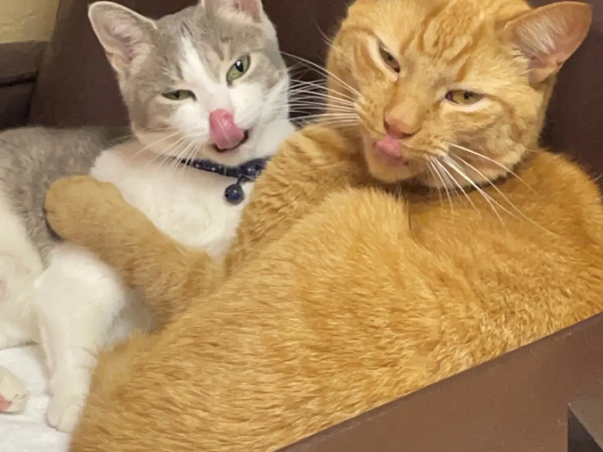 ShotVet @ PetSmart photo 4