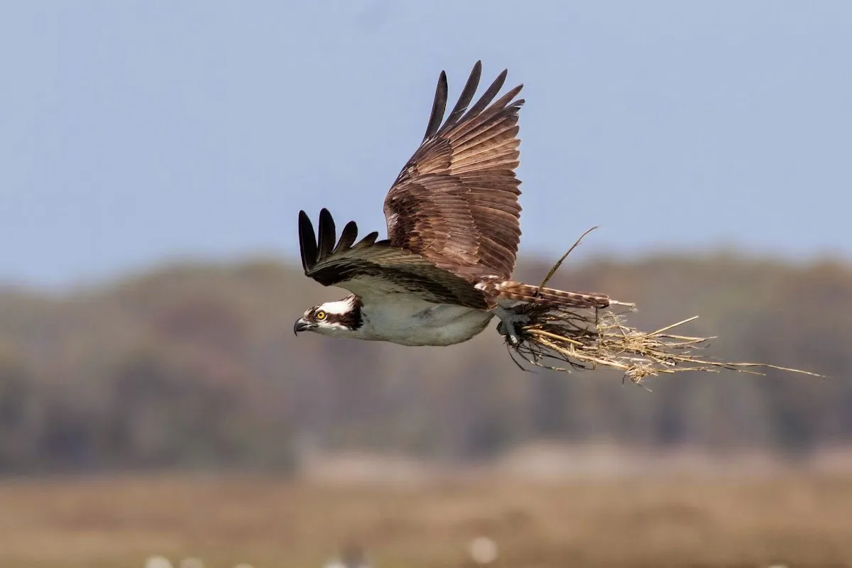 Skimmer Tours - Salt Marsh Safari