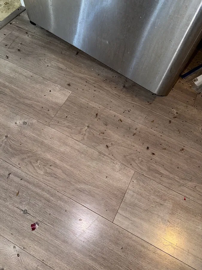 Sleep-Easy Pest Solutions photo 5