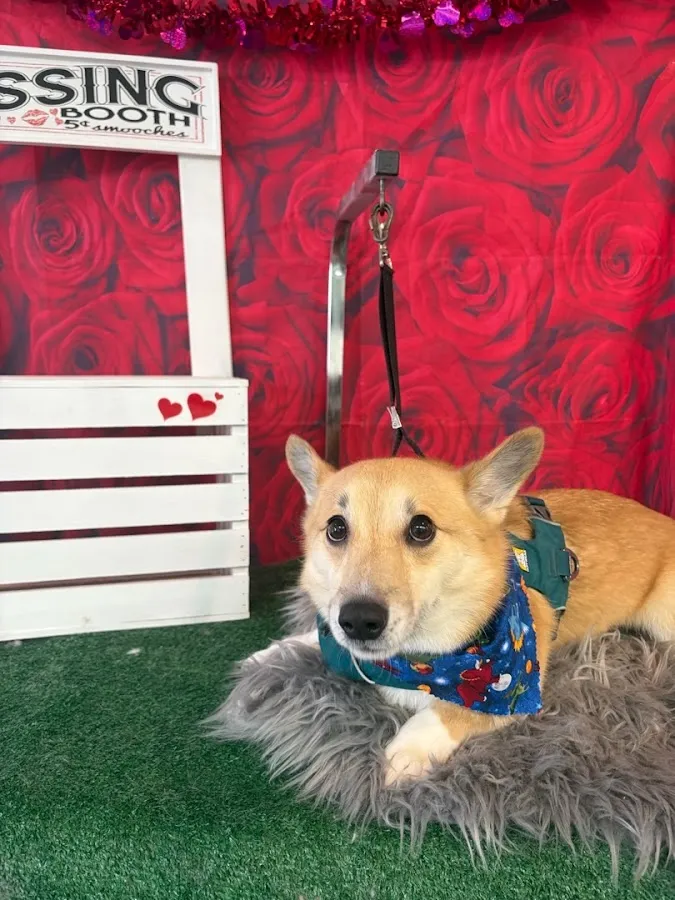 Somethin' To Wag About photo 3