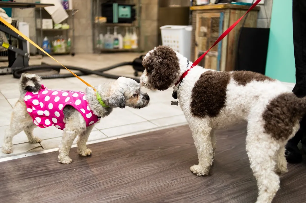 Somethin' To Wag About photo 4