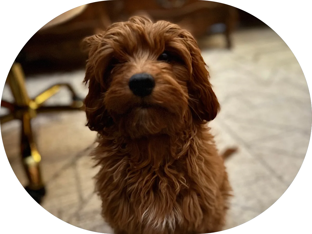 Somethin' To Wag About photo 5