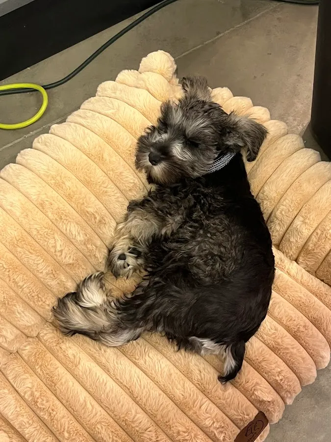 South Jersey Schnauzers