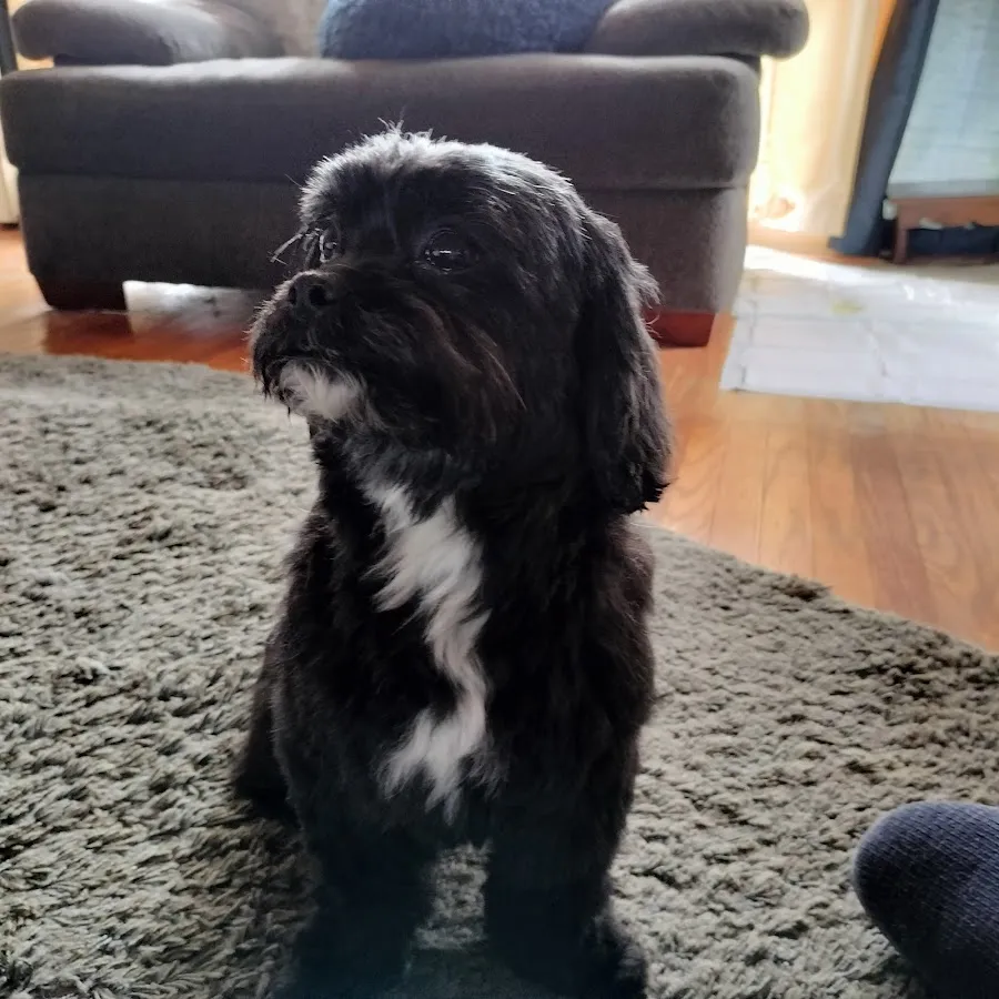 Splash N Wag Mobile Dog Grooming