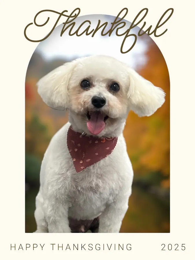 Splashing Bubbles Grooming Spa LLC photo 2