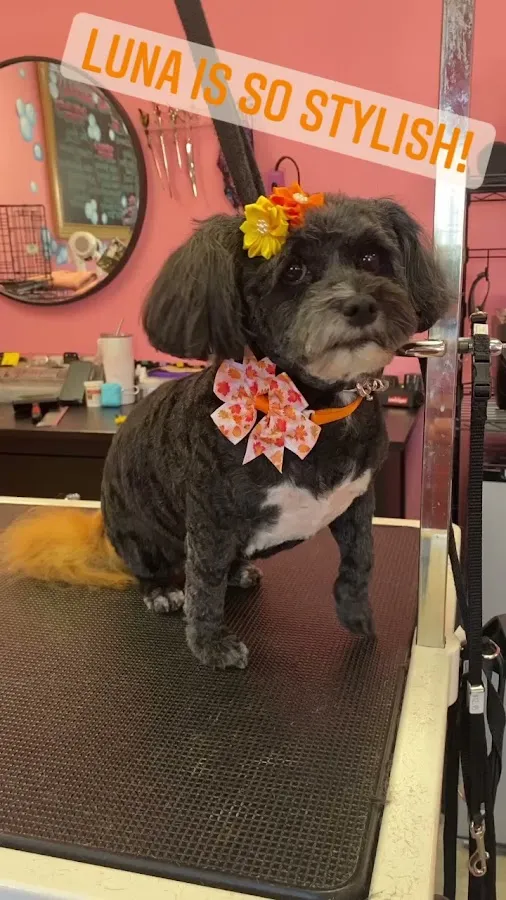 Splashing Bubbles Grooming Spa LLC photo 3