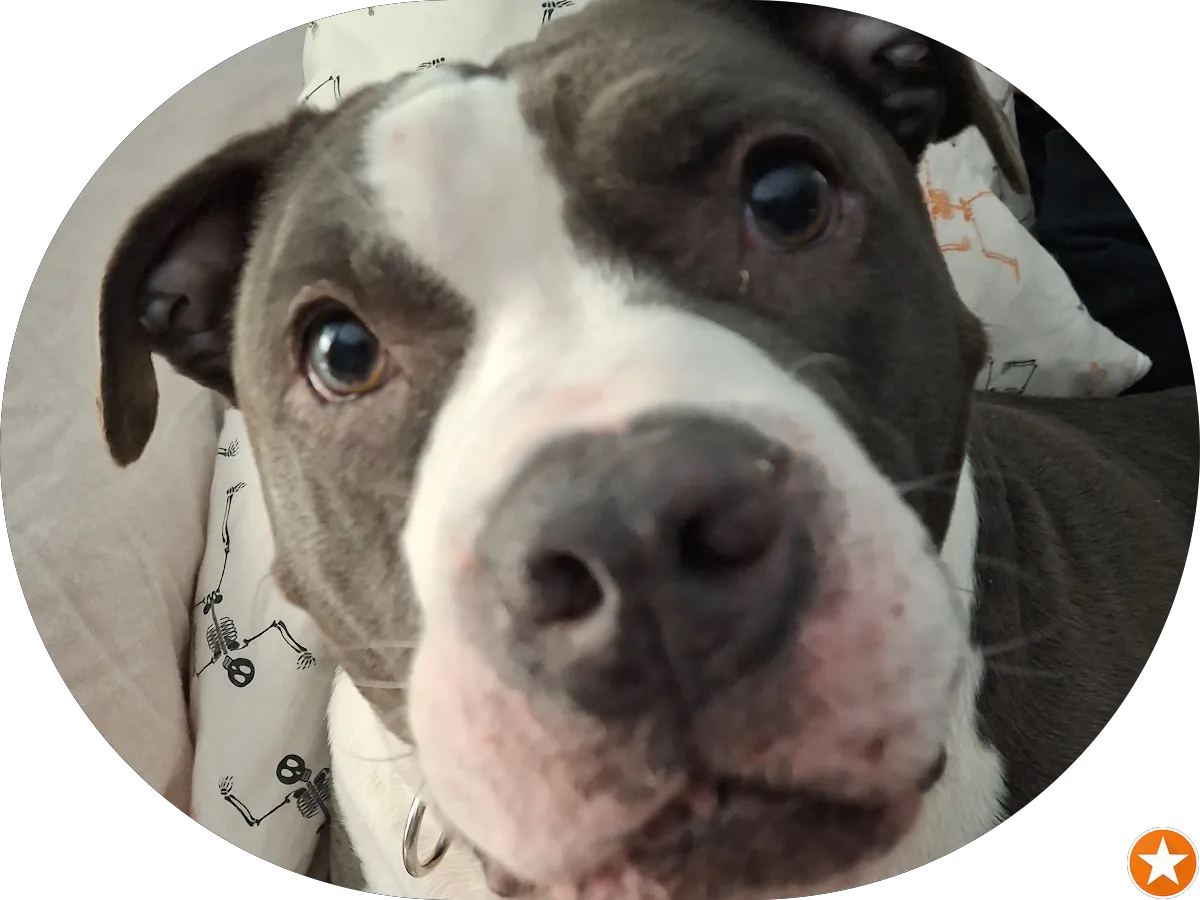 Steve's Auto & Truck