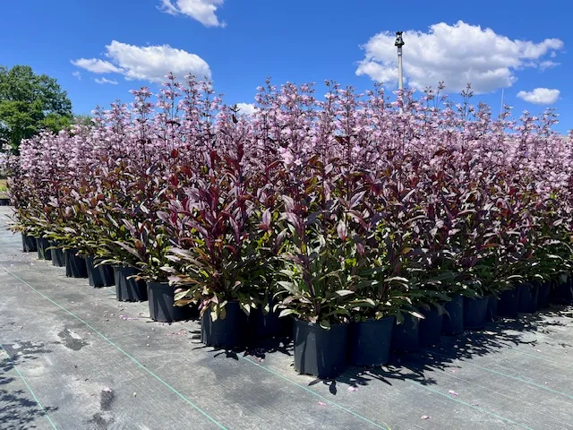 Sunset Farmstead photo 2