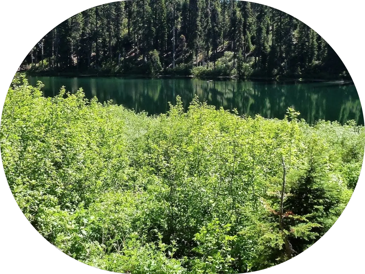 Superior Detailing photo 3