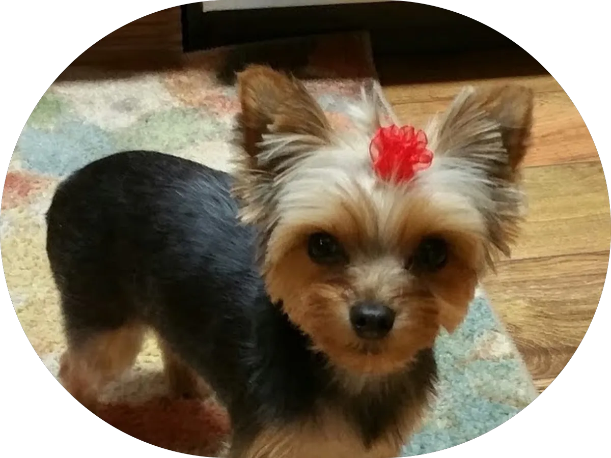 Sweet Ride Auto Detailing photo 4