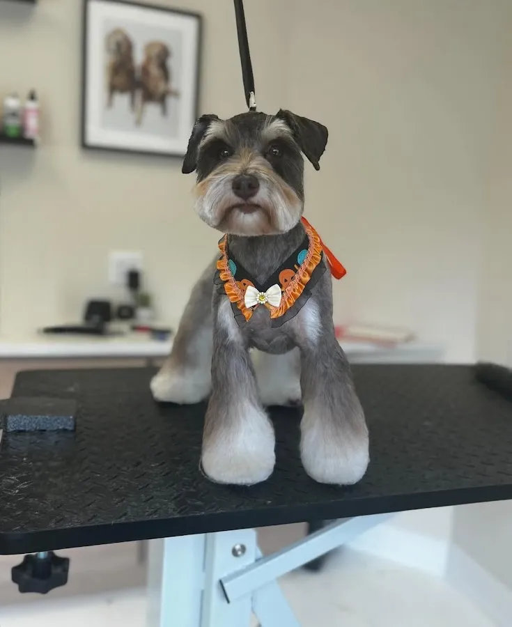 Tailored Tails a Luxury Pet Spa