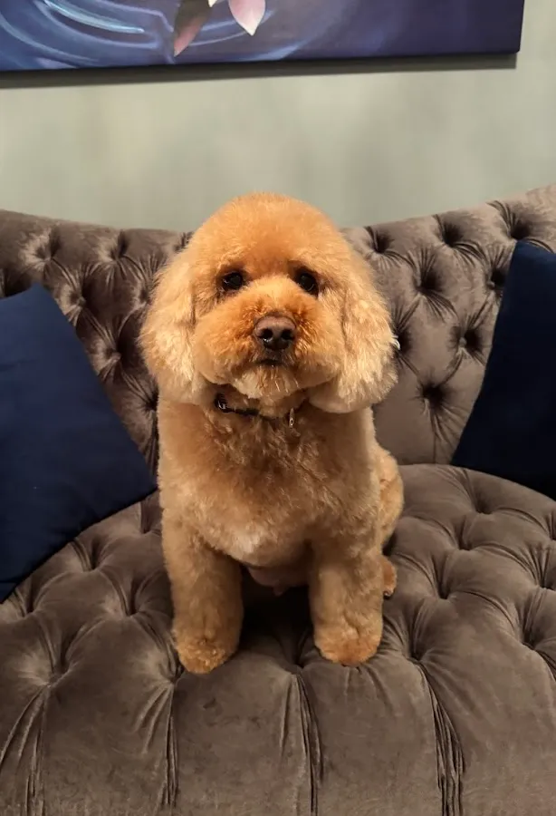 Tailored Tails a Luxury Pet Spa photo 2