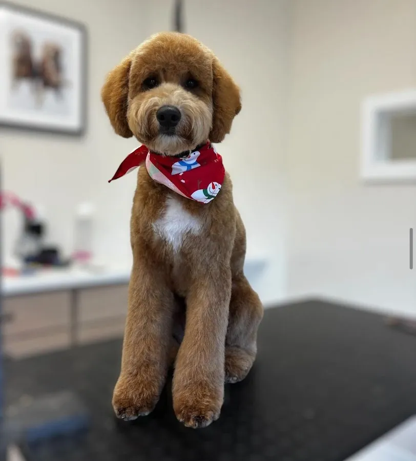 Tailored Tails a Luxury Pet Spa photo 4