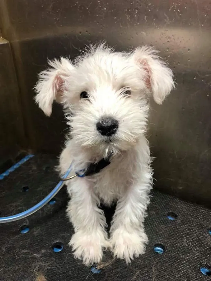 Ted’s Pet Country Club