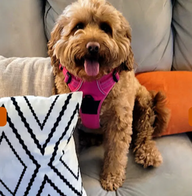 The Ark Retreat photo 4