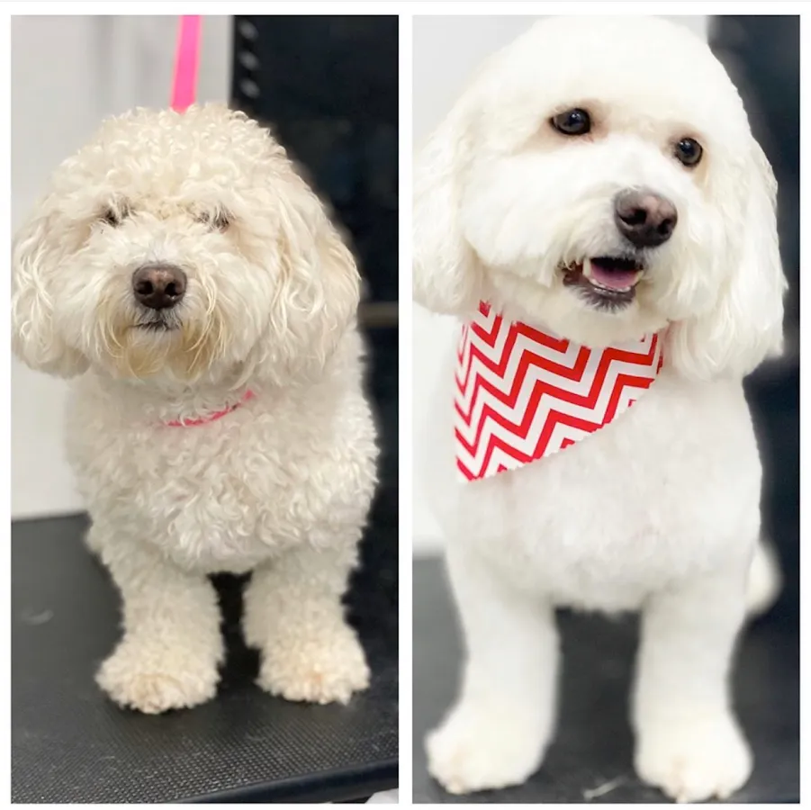 The Bark Shoppe photo 2