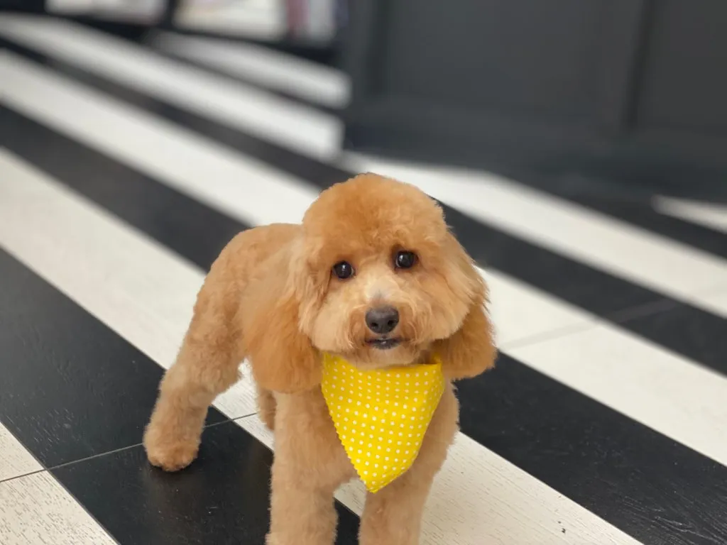 The Bark Shoppe photo 3