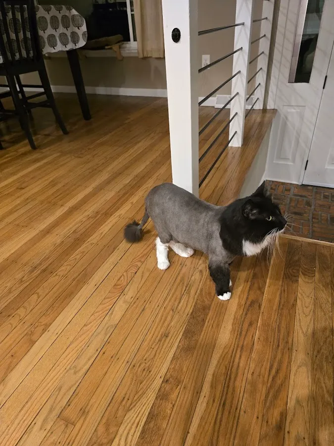 The Barking Lot & Cat's Meow