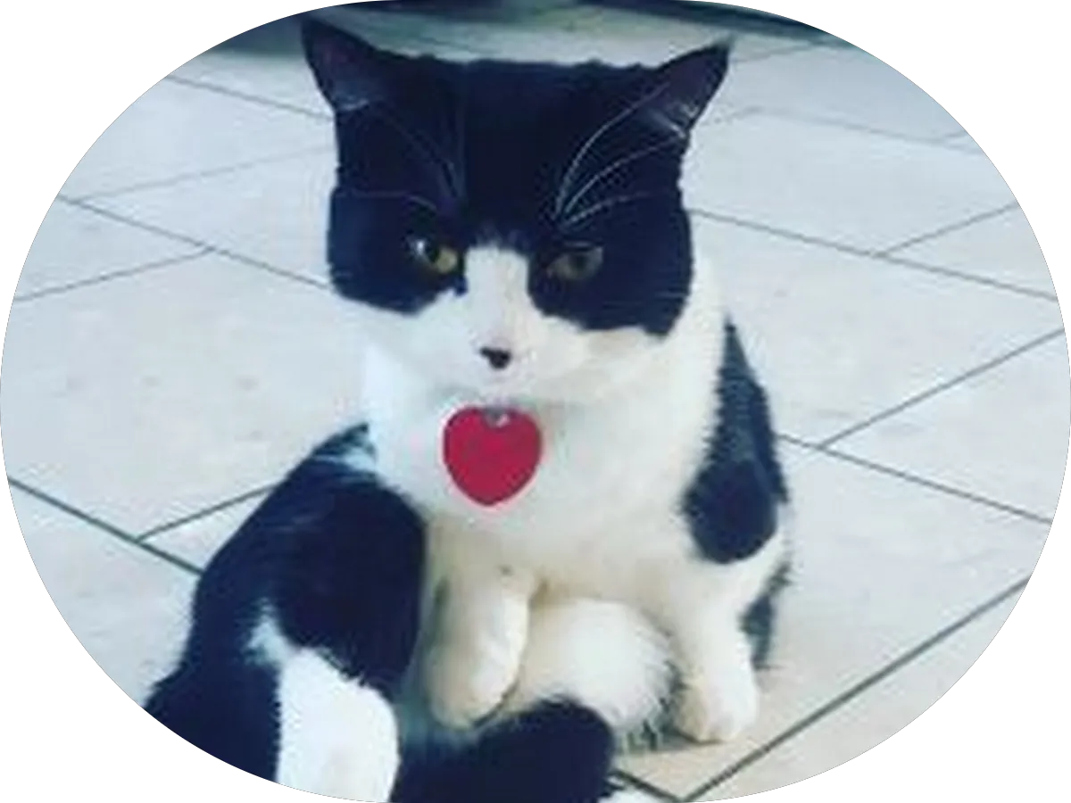 The Barking Lot & Cat's Meow photo 2