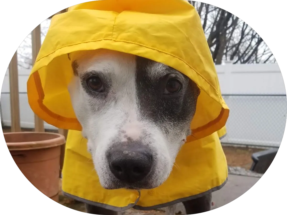 The British Handyman & Contractor Team Of NJ photo 4