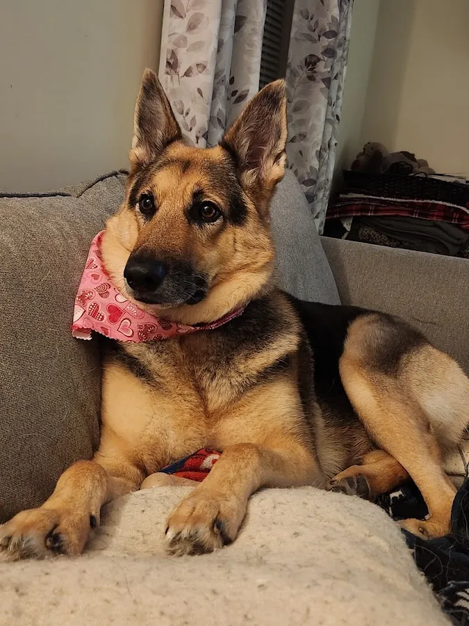 The Dog Room Grooming Boutique