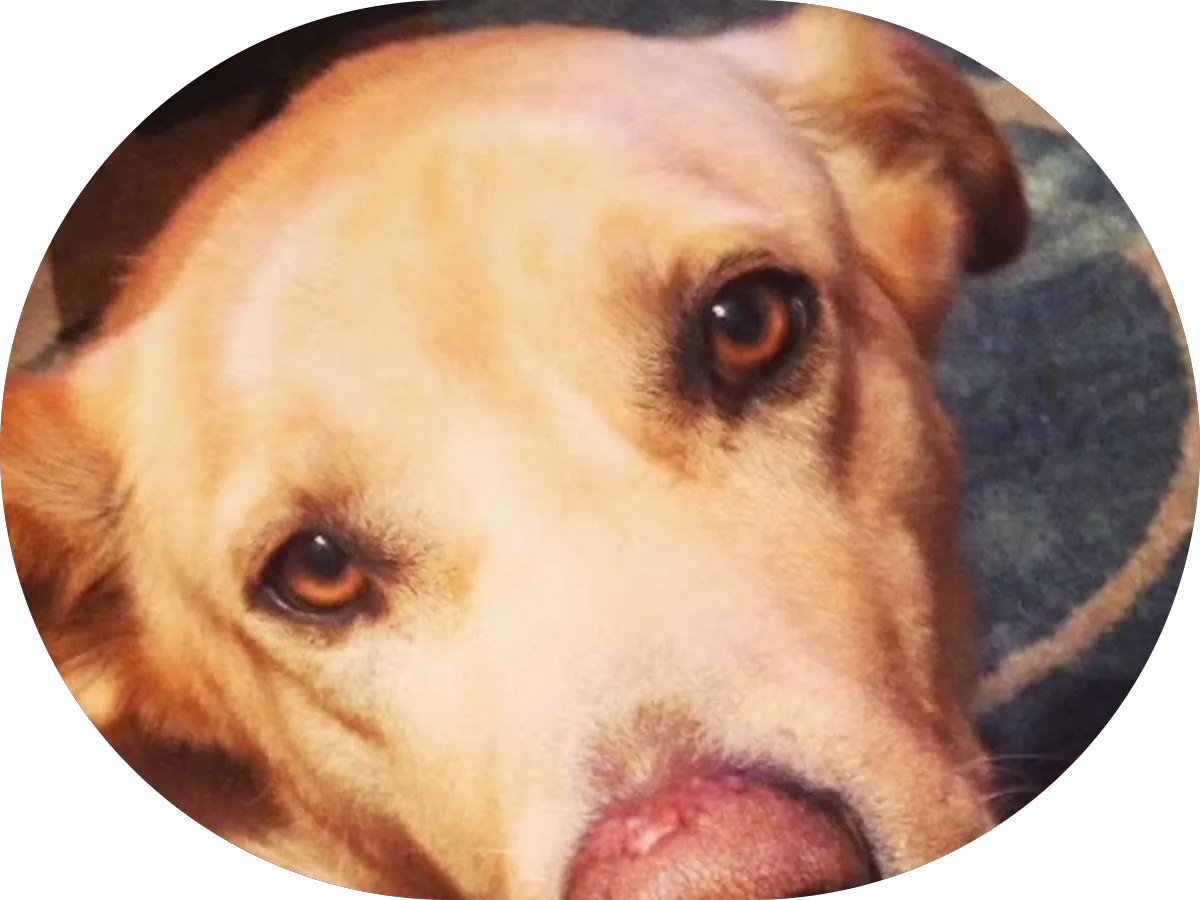 The Dog Room Grooming Boutique photo 4