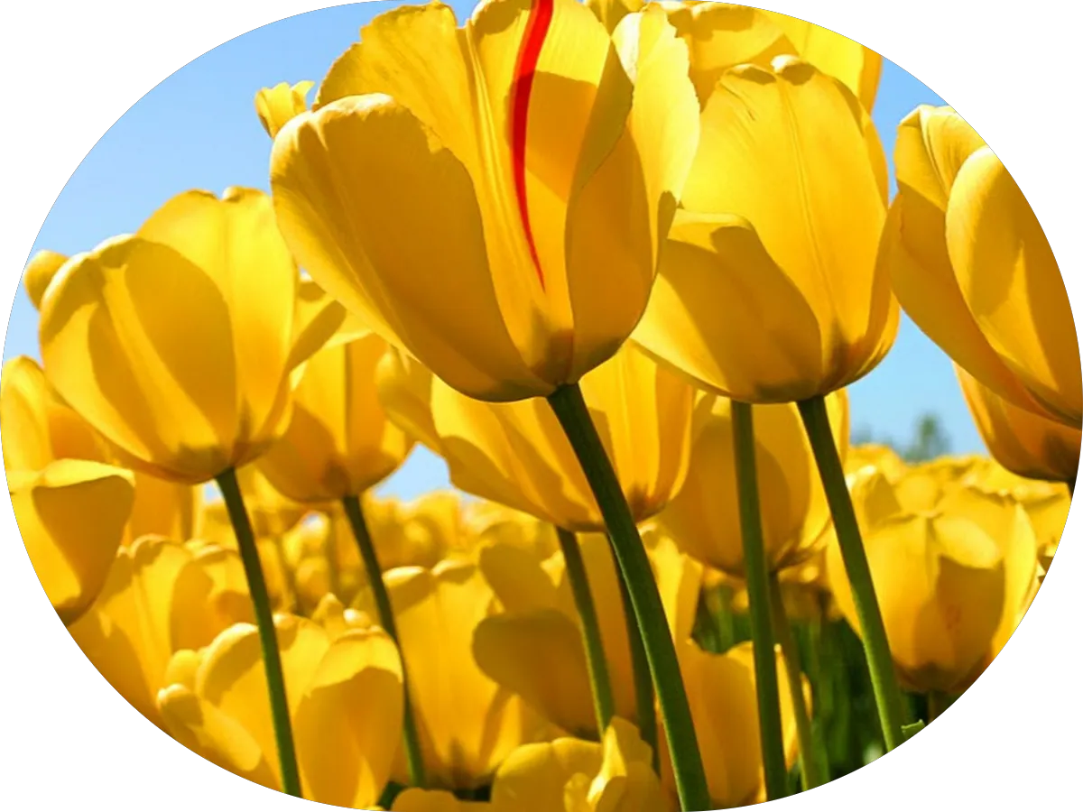 The Gem Beauty Bar photo 4