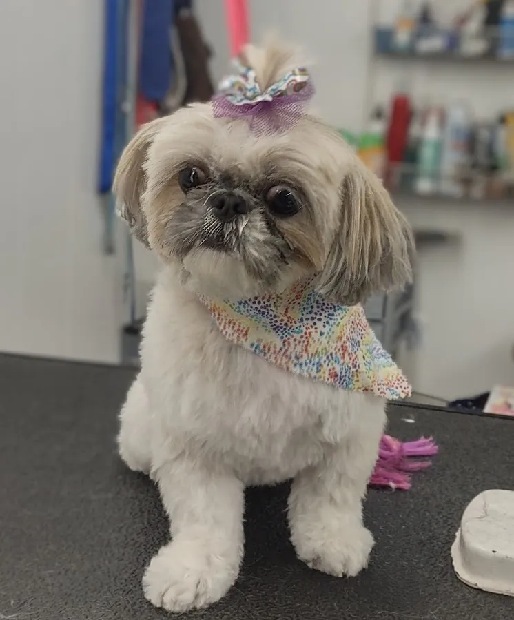 The Groomer's In LLC photo 5