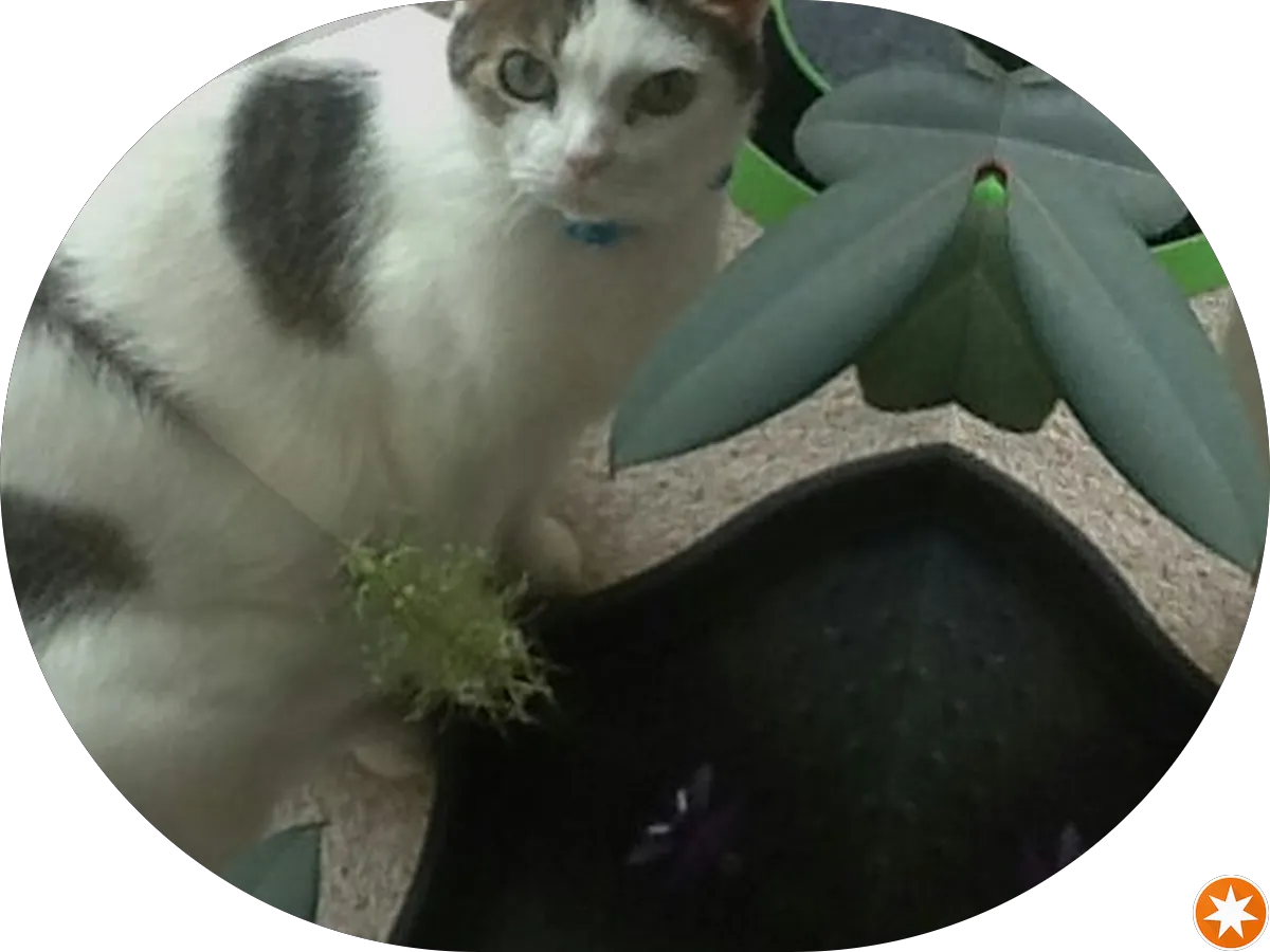 The Law Office of Thomas E. Dowey