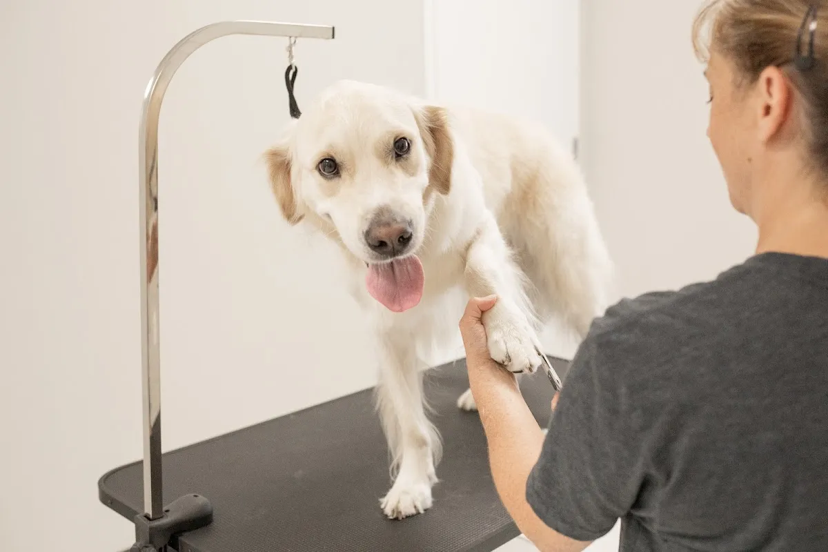 The Muddy Pup photo 3