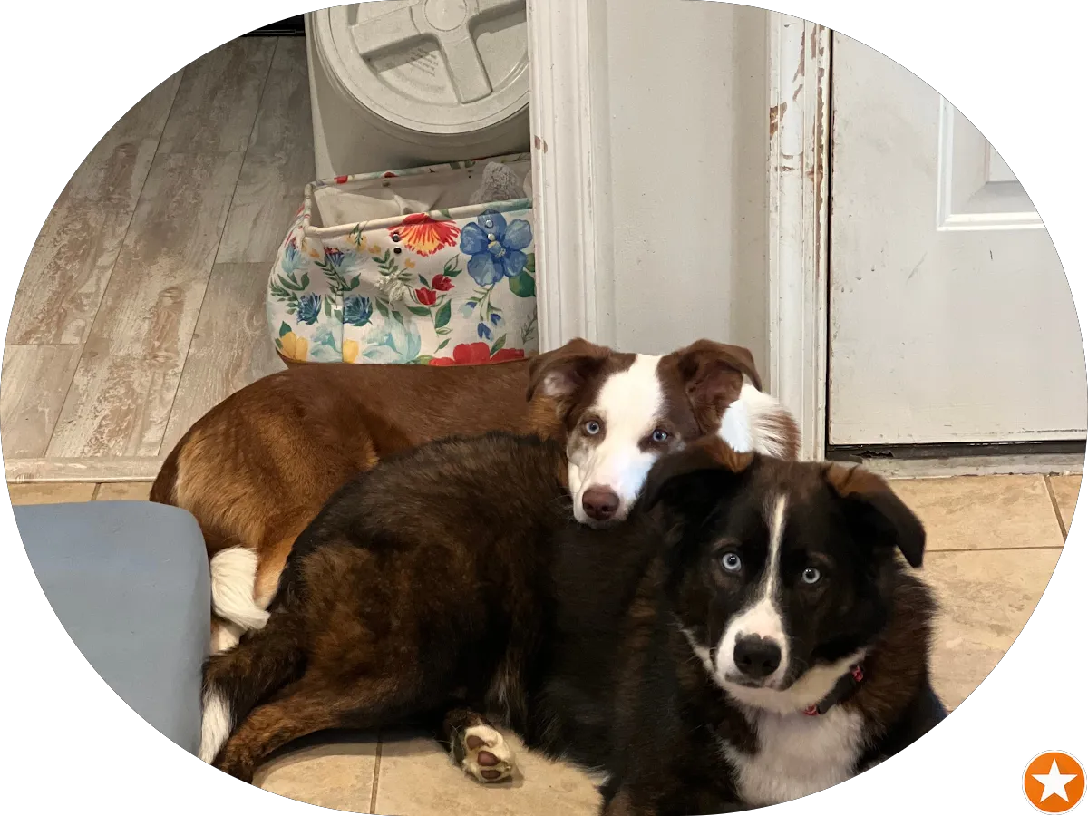 The Muddy Pup photo 4