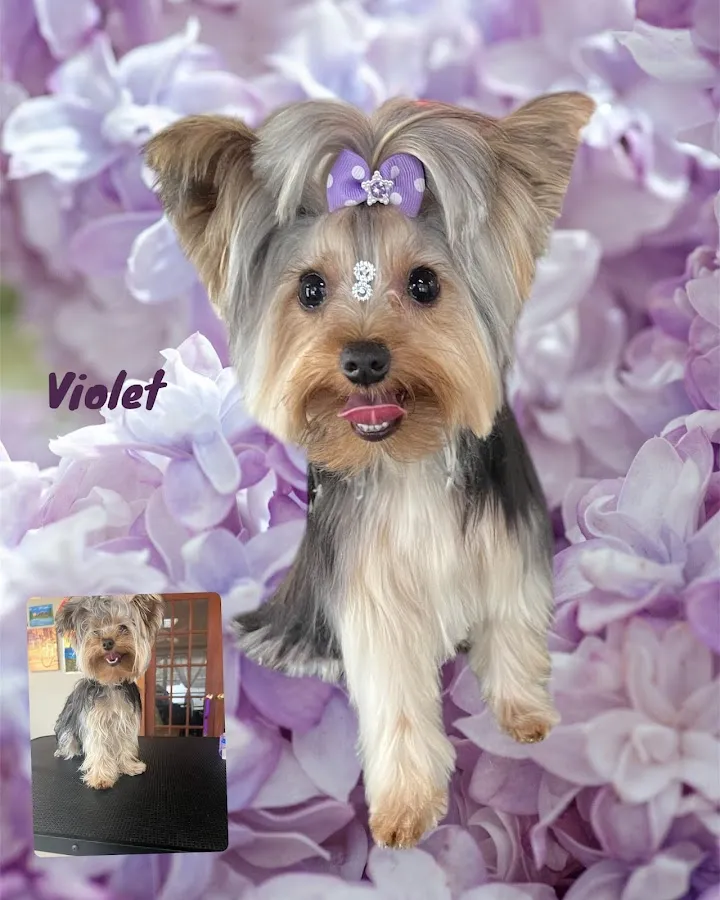 The Muthafluffer Grooming Studio