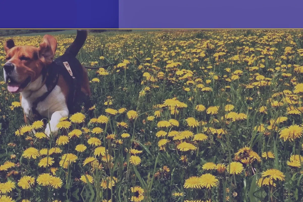 The Puppy POOlice, Inc photo 2