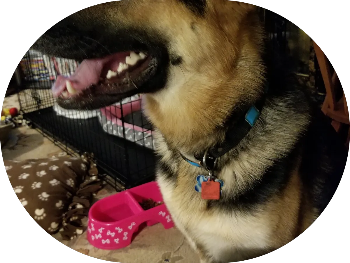 The Puppy POOlice, Inc photo 4