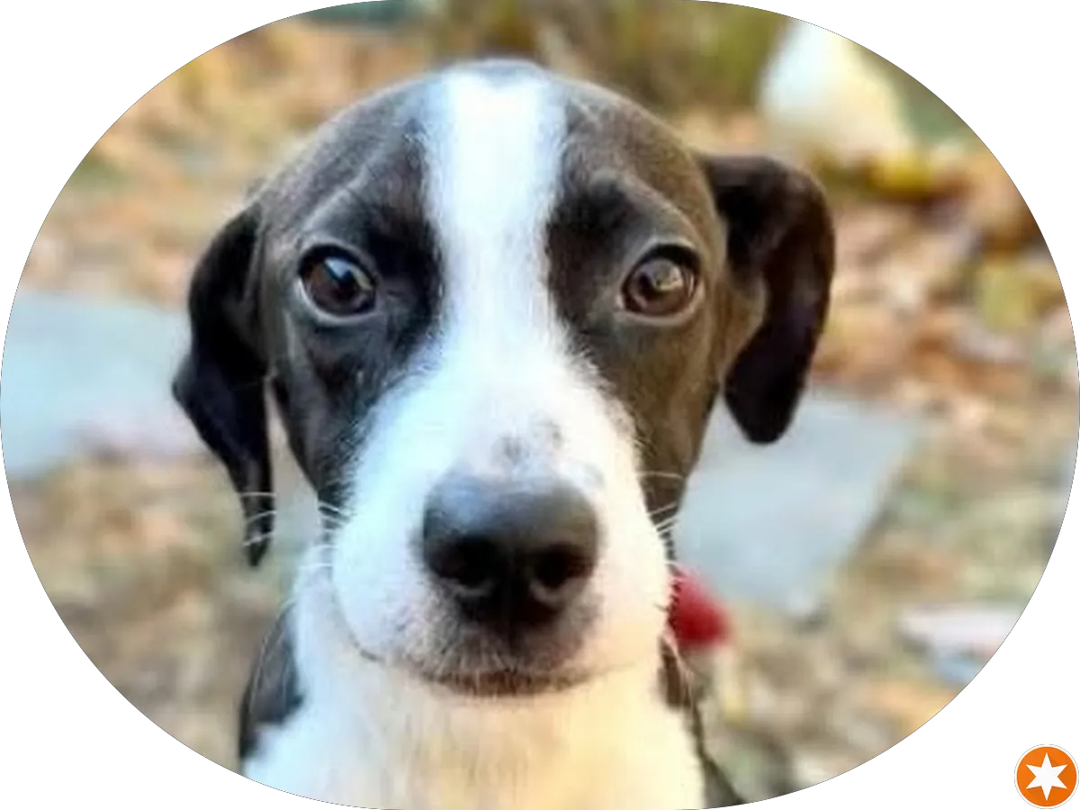 The Vigilante Law Firm, P.C. photo 4