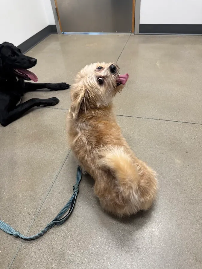 Thrive Pet Healthcare - Sicklerville