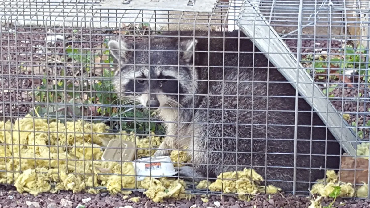 Todd's Pest Control Service Inc.