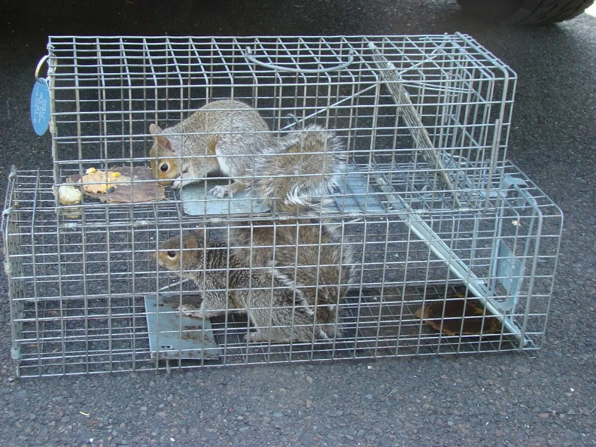 Todd's Pest Control Service Inc. photo 2