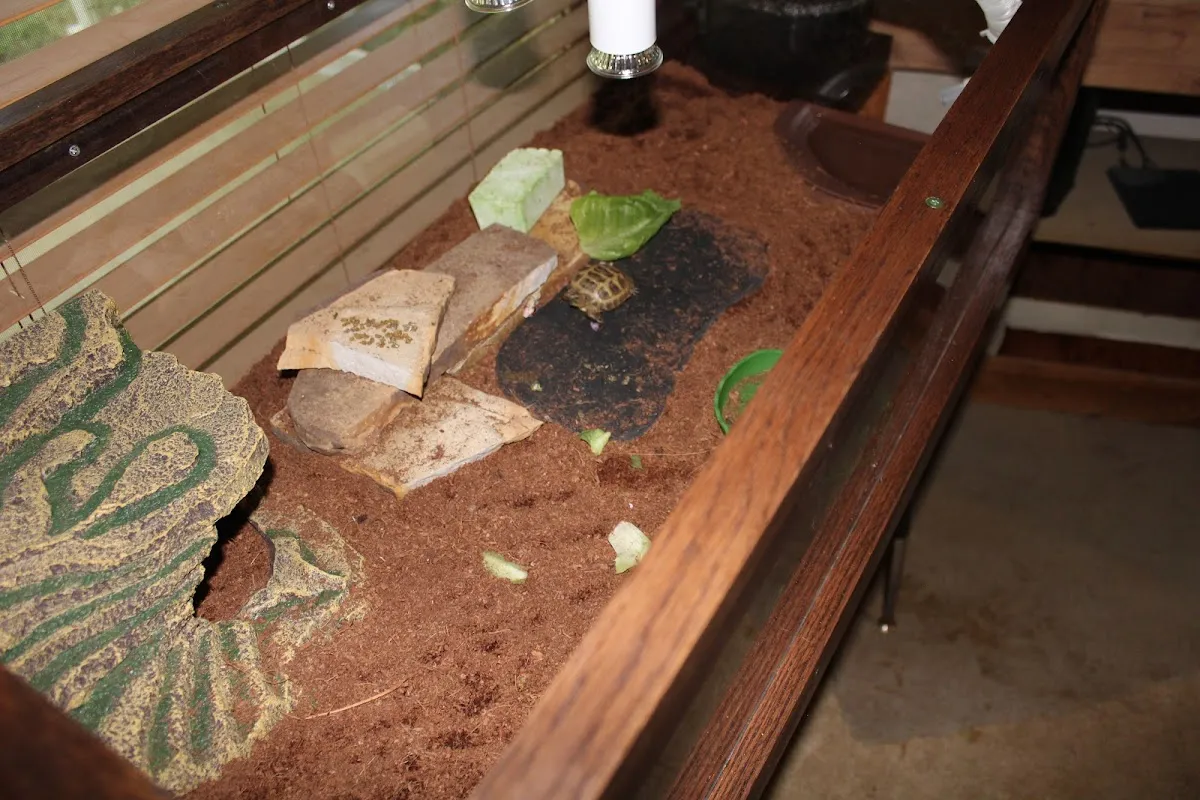 Tortoise Town Turtle Store